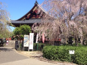 Stunningly beautiful temple, and the cherry blossoms are lingering this spring.